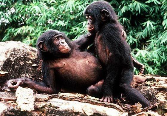 Bonobos.jpg