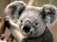 Portrait de koala