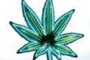 cannabis_YUL_0.jpg
